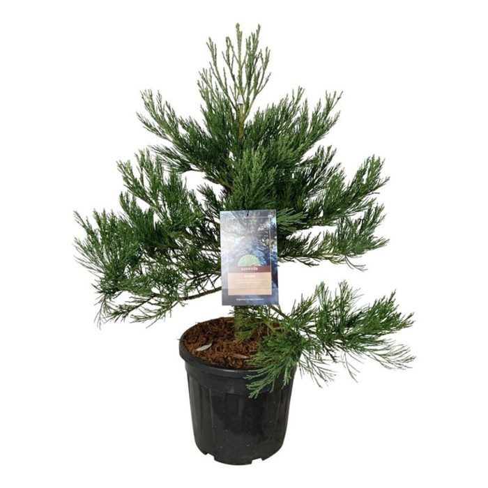 Sequoiadendron g. 'H. Mammoth Two', D 40