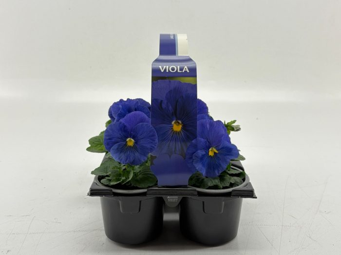 Sixpack Viola F1 Clear True Blue, D 9