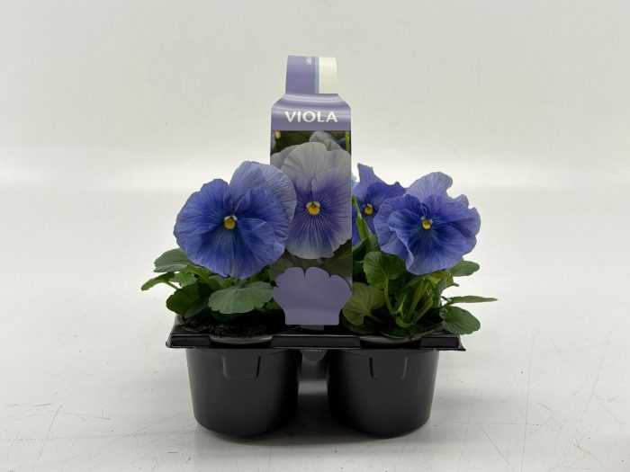 Sixpack Viola F1 TClear Light Blue, D 9