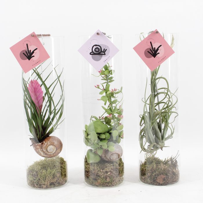 Snaily Mix - Dischidia & 2 Tillandsia's, D 11