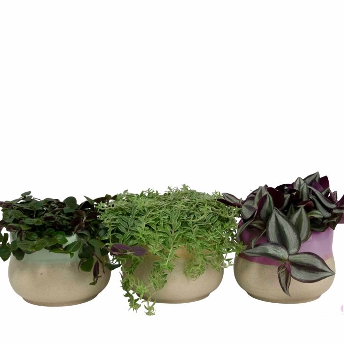 Soothing Curve with Compact Foliage, D 11