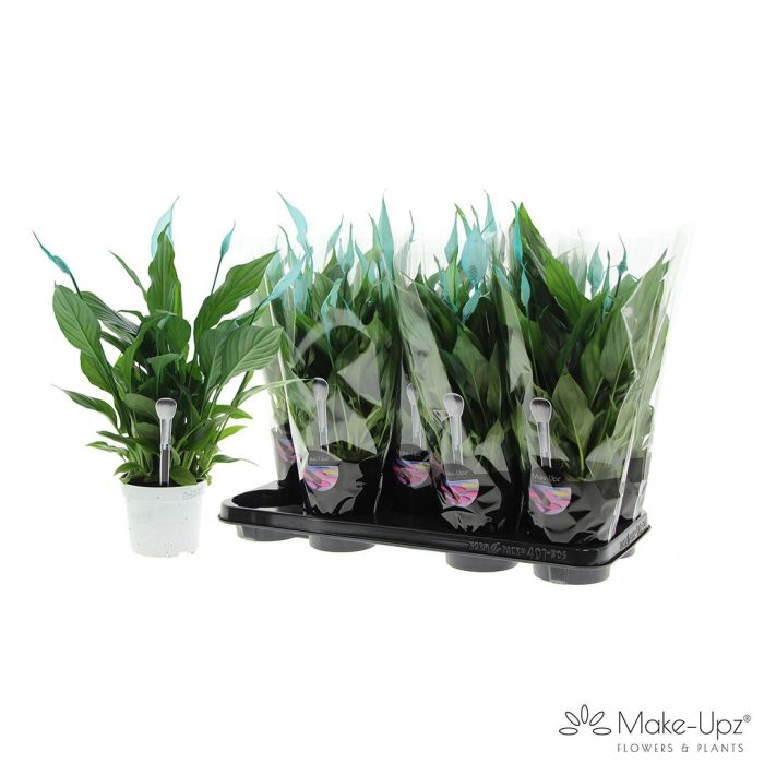 Spathiphyllum 13 cm Bellini Make Upz aqua, D 13