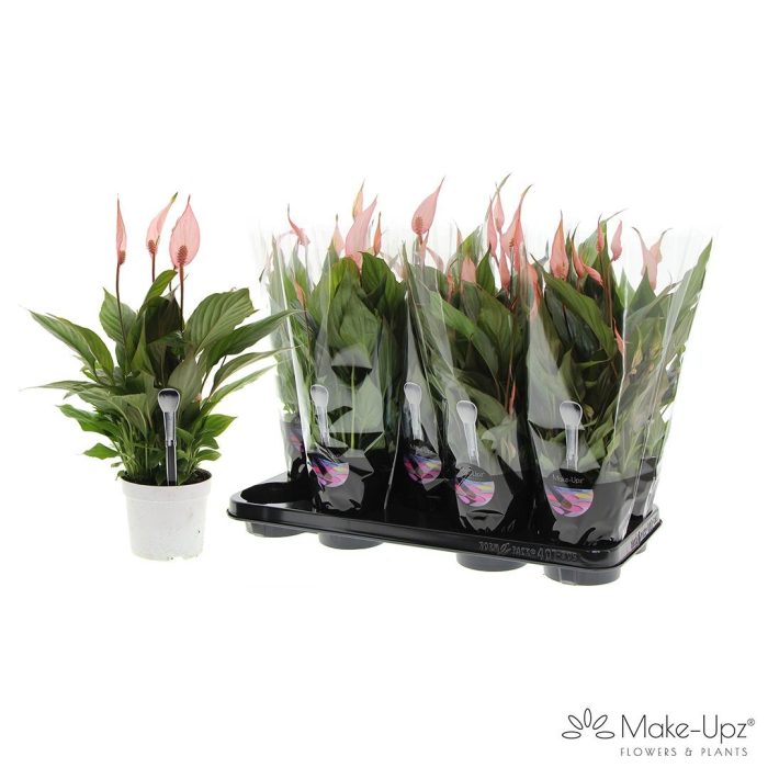 Spathiphyllum 13 cm Bellini Make Upz rood, D 13