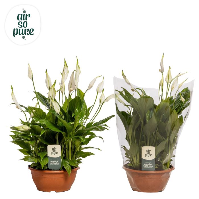 Spathiphyllum 17 cm Chopin Air So Pure, D 17