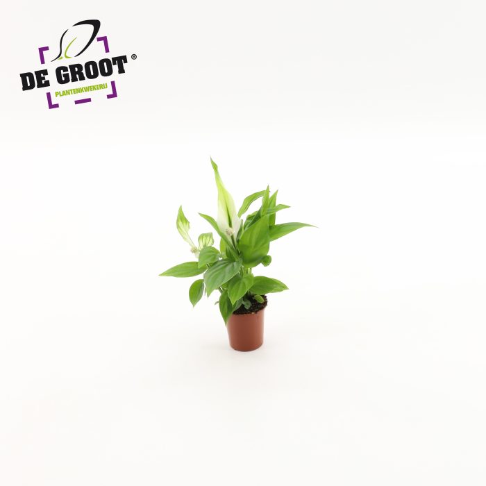 Spathiphyllum Alana, D 6
