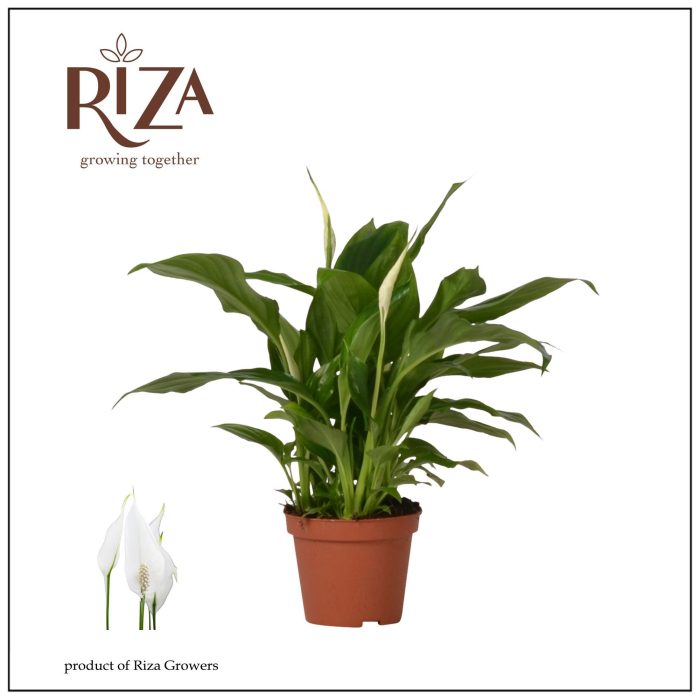 Spathiphyllum Chopin - 9 cm, D 9