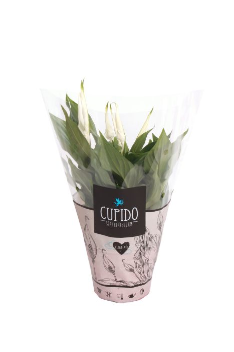 Spathiphyllum Pearl Cupido 15cm in Cupidohoes, D 15