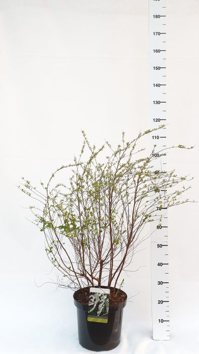 Spiraea arguta, D 30