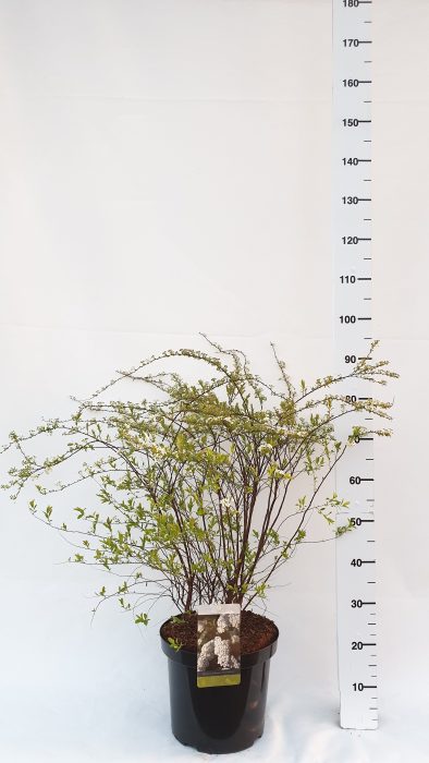 Spiraea cinerea 'Grefsheim', D 30