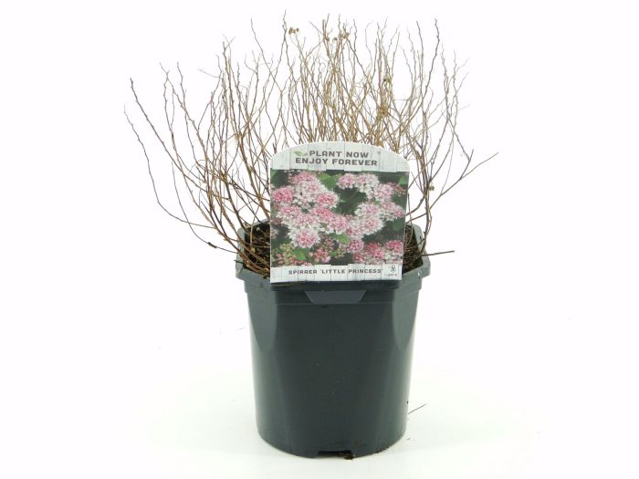 Spiraea jap. Little Princess, D 17
