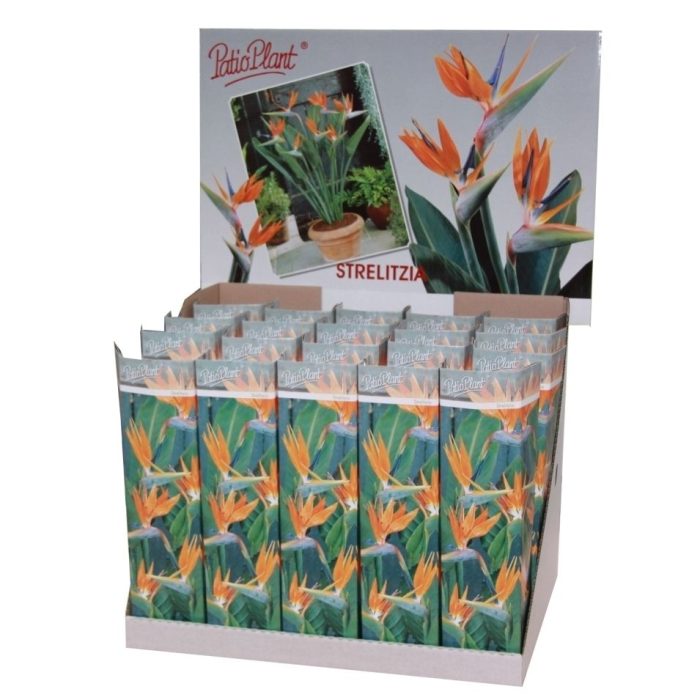 Strelitzia, D 9