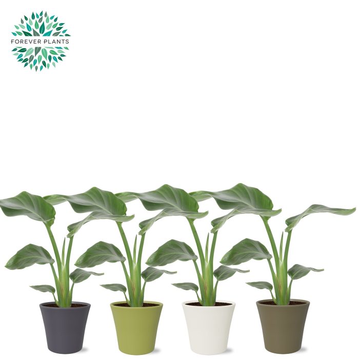 Strelitzia Nicolai p14 in COCO Keramiek, D 14