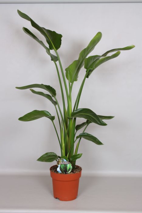 Strelizia Nicolai 140 - Green4life, D 24