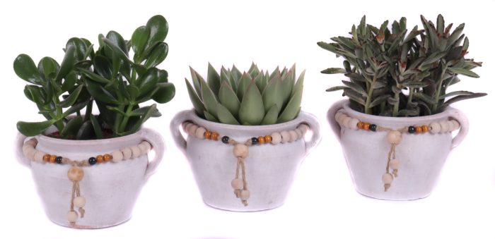 Succulent mix 12 cm in teno kruik, D 20