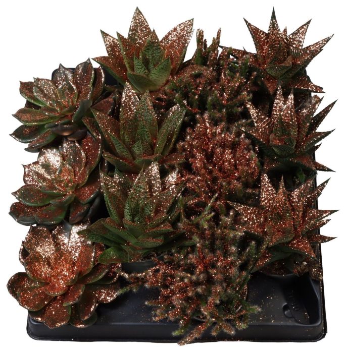 Succulent Mix Bronze Glitter, D 6