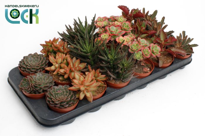 Succulenten Herfst Mix, D 8,5