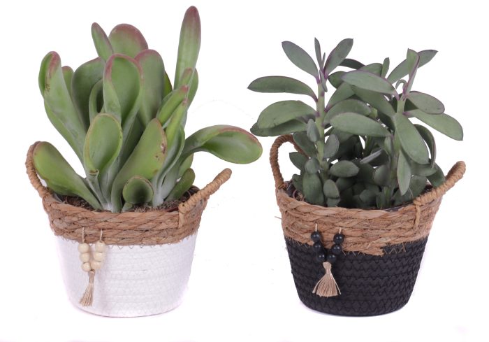 Succulenten mix 12 cm in tokelau mand, D 15