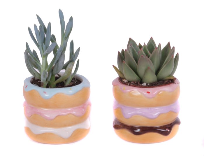 Succulenten mix 5,5 cm in happy donut pot, D 8
