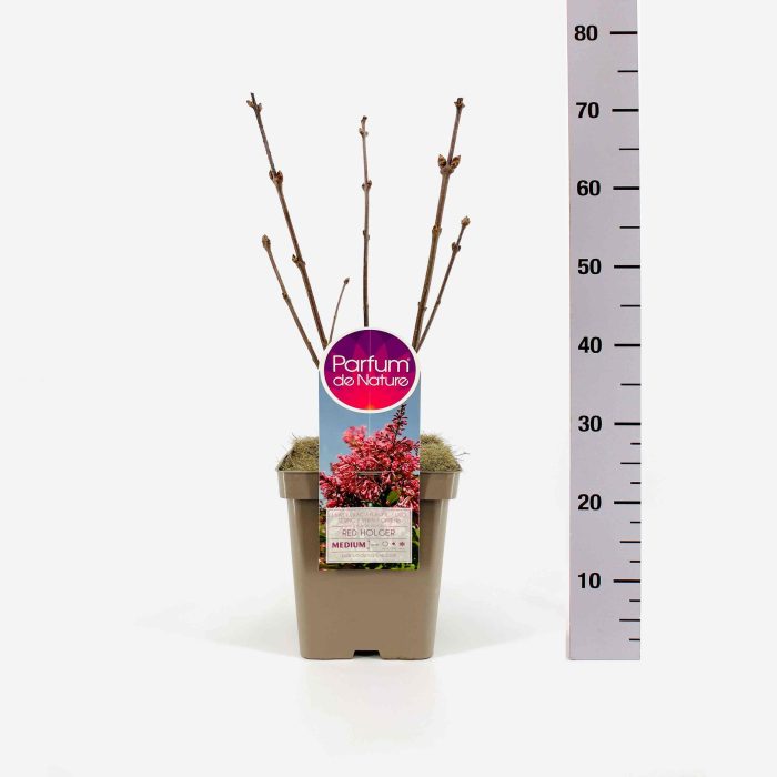 Syringa (V) Red Holger, C5, D 23