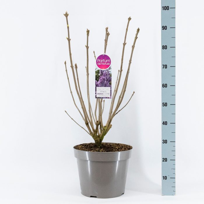 Syringa (V) Royalty, 3-jarig, C15 Solitair, D 32