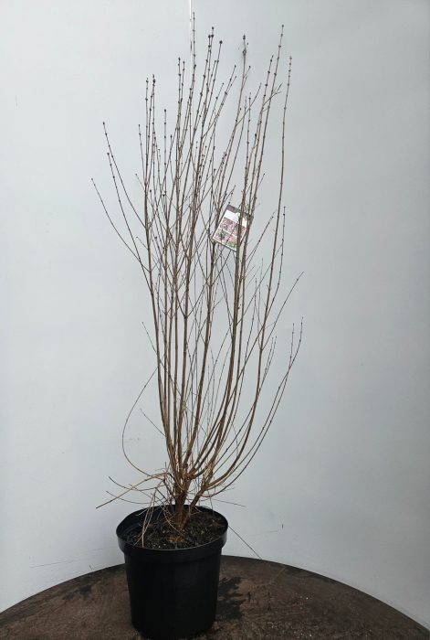 Syringa microphylla Superba, D 29