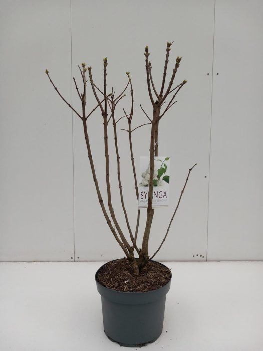 Syringa Mme. Lemoine, D 29