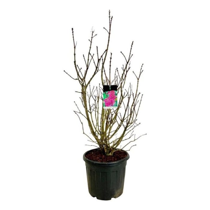 Syringa v. 'And. an Ludwig Späth', D 50