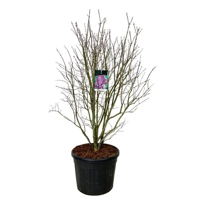 Syringa v. 'Charles Joly', D 60
