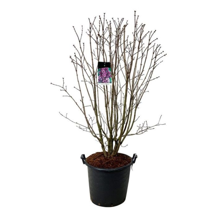 Syringa v. 'Charles Joly', D 50