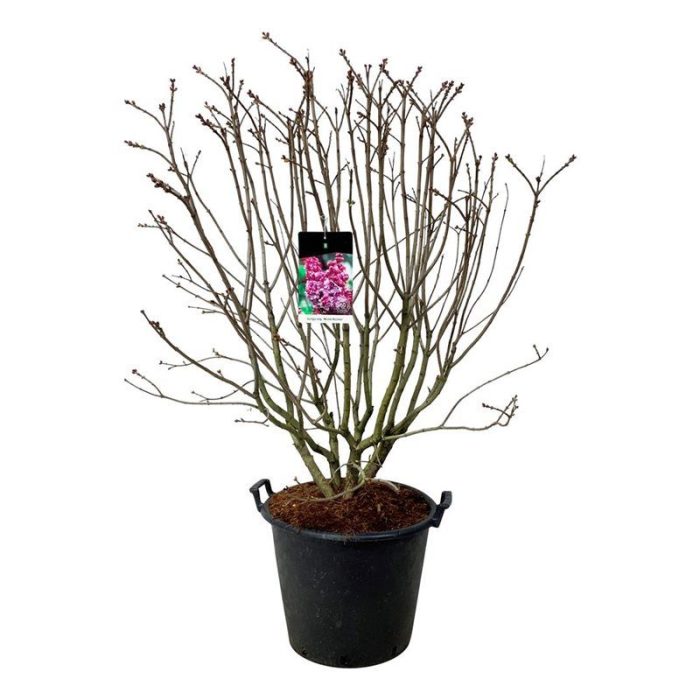 Syringa v. 'Michel Buchner', D 50