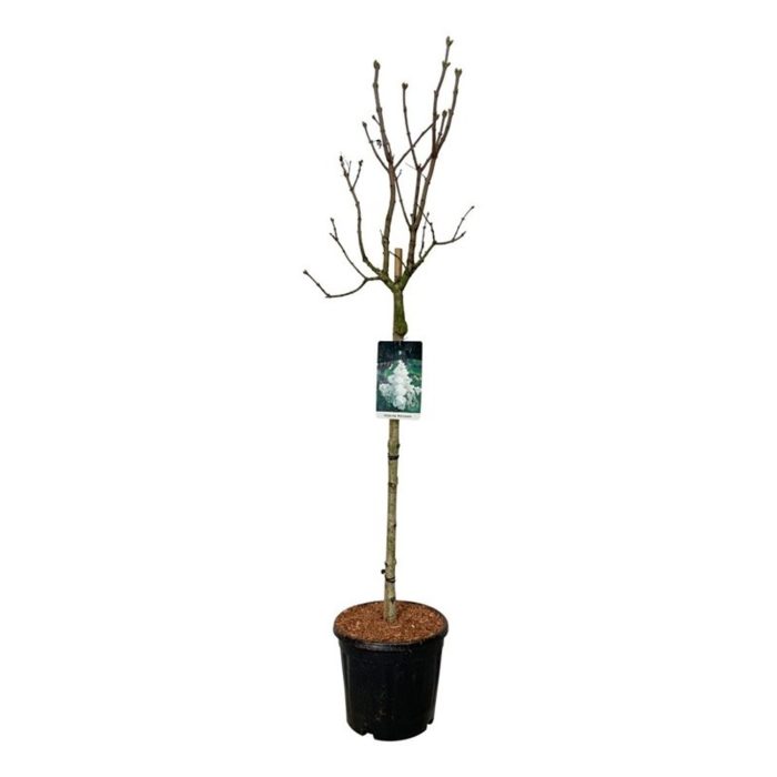Syringa v. 'Mme Lemoine', D 32