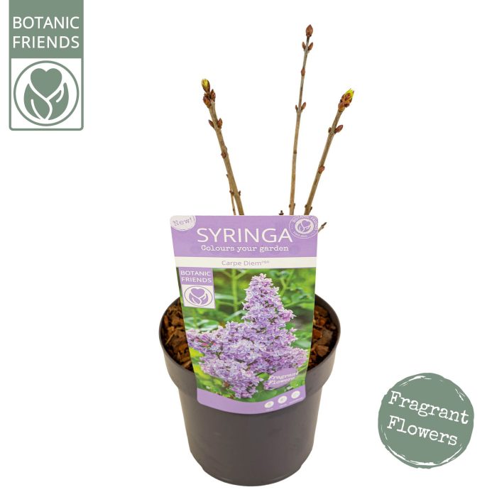 Syringa vulg. 'Carpe Diem', D 19