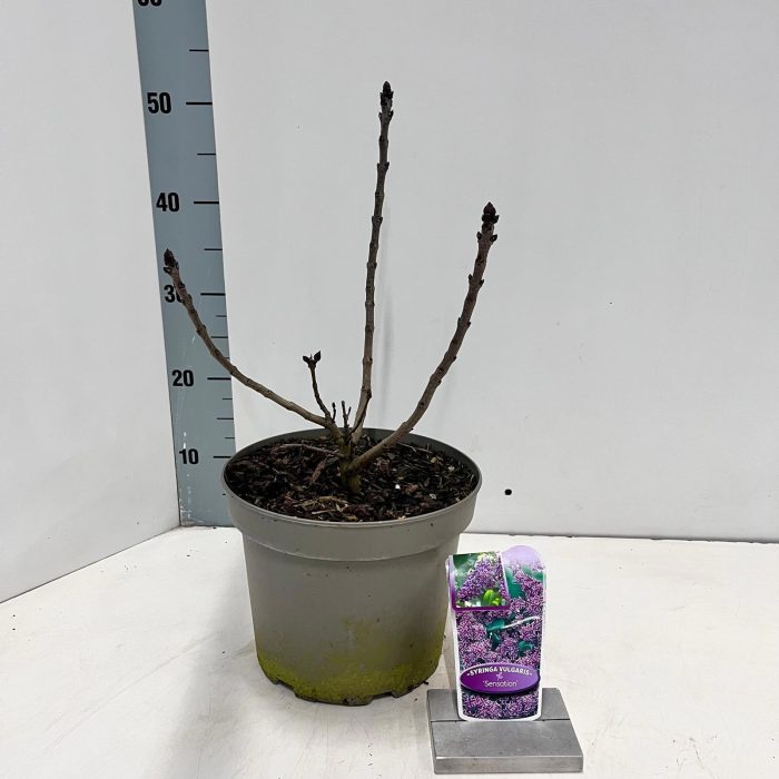 Syringa vulg. 'Sensation', D 23