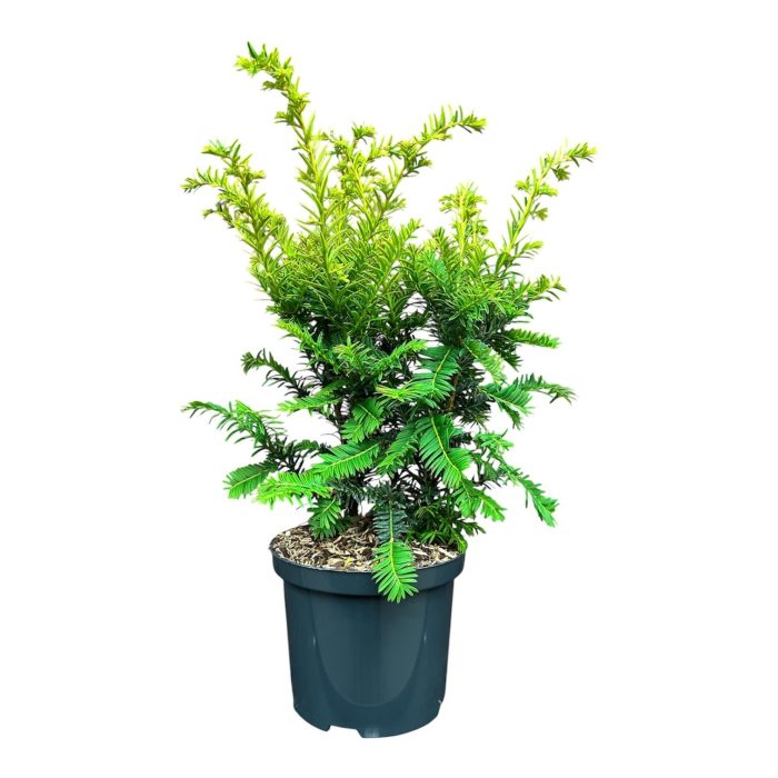 Taxus b. 'Kupfergold', D 18