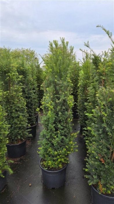Taxus baccata, D 40