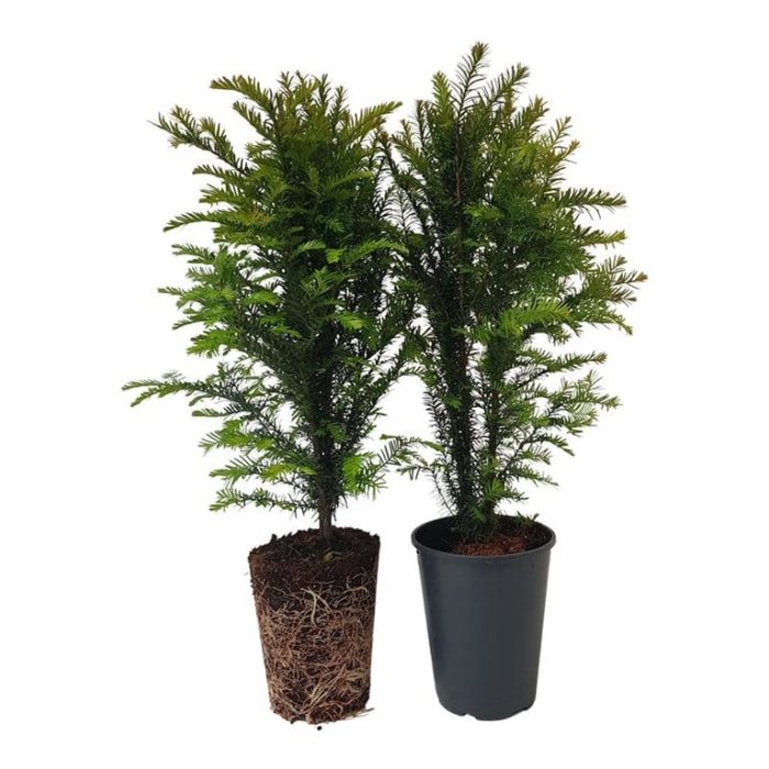 Taxus baccata (zonder etiket), D 21
