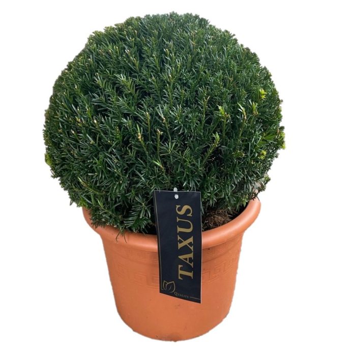 Taxus media 'Groenland' Bol p28 (th) 40-45 ©, D 28