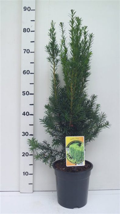 Taxus media 'Hicksii', D 19