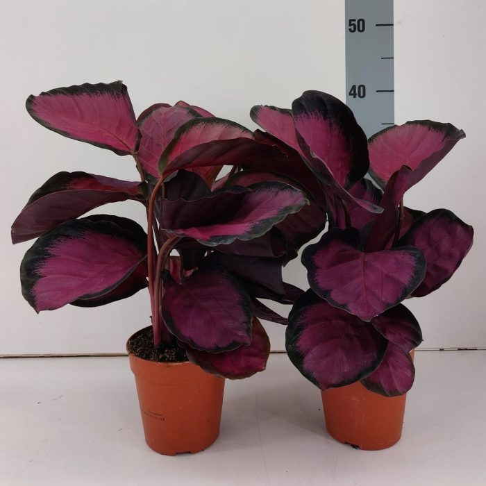 TDM P12 : Calathea Misty Red, D 12