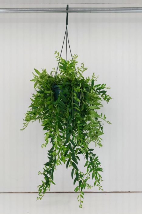 TDM P14 : Aeschynanthus Caroline Hangpot 14 cm, D 14