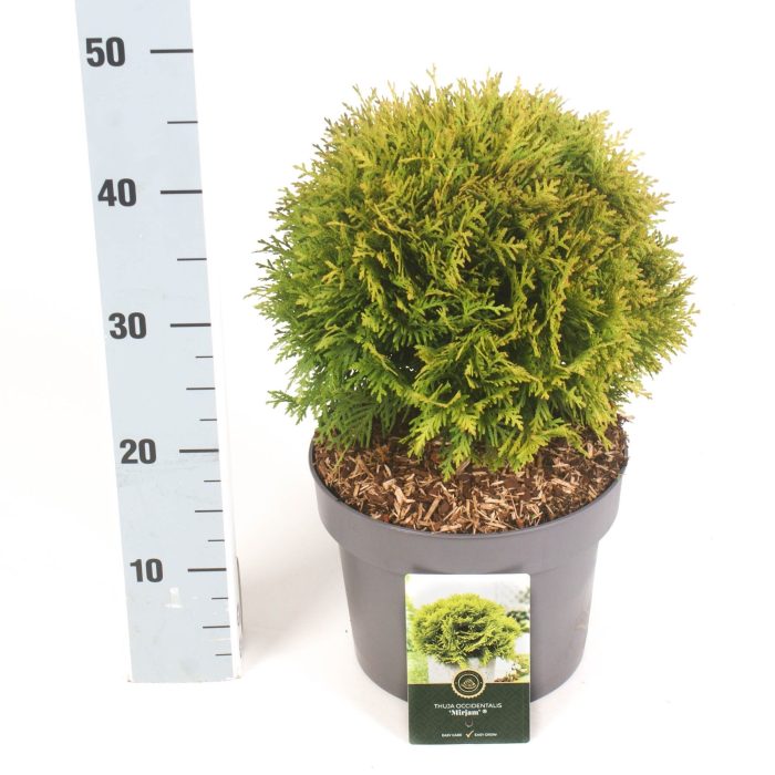 Thuja o. 'Mirjam'®, D 23