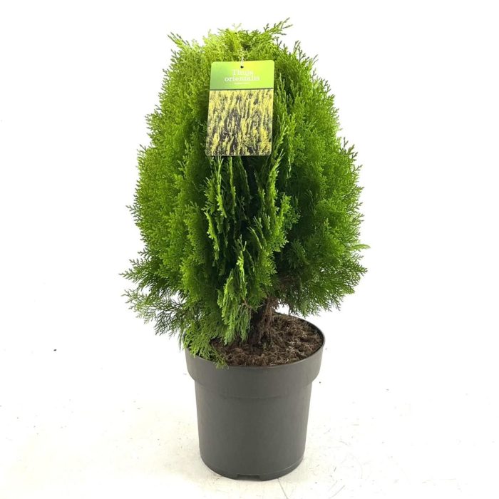 Thuja occ. 'Aurea Nana', D 26