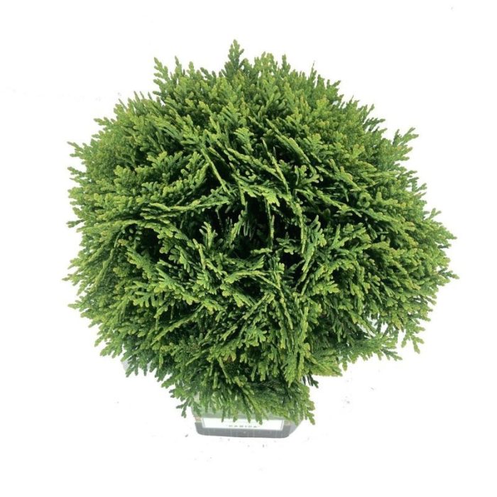 Thuja occ. 'Danica', D 18