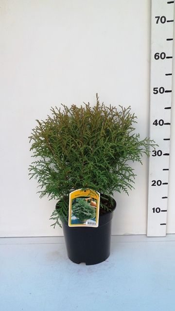 Thuja occ. 'Globosa', D 19
