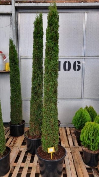Thuja occ. 'Smaragd', zuilvorm, D 5,5