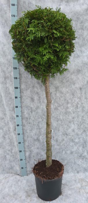 Thuja occ. Brabant 170 Op Stam (kopie), D 31