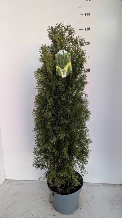 Thuja occid. 'Smaragd', D 27