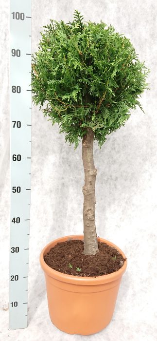 Thuja occidentalis 'Brabant' Op Stam, D 26
