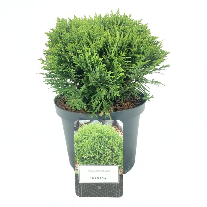 Thuja occidentalis 'Danica', D 18