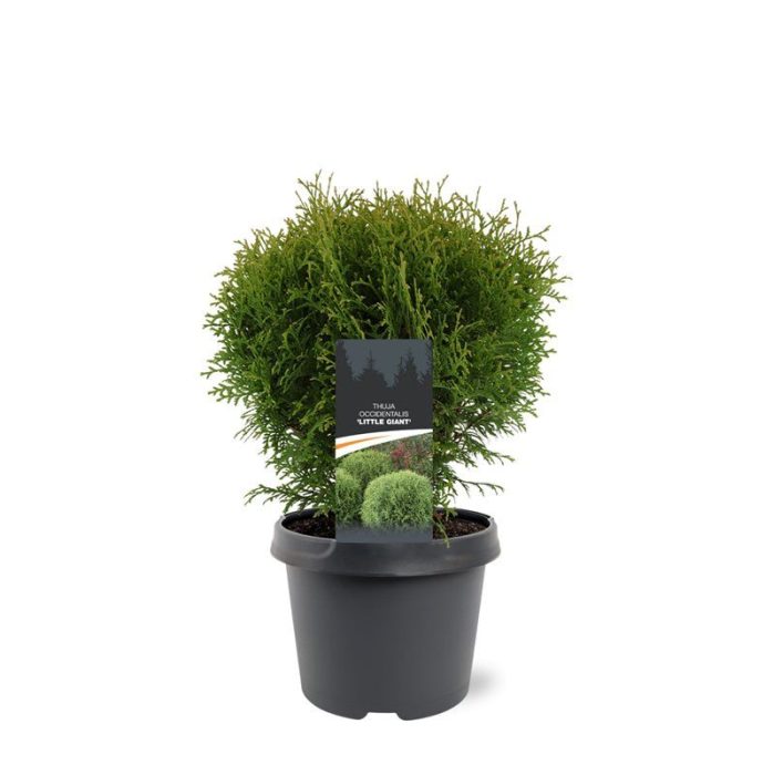 Thuja occidentalis 'Little Giant', D 19